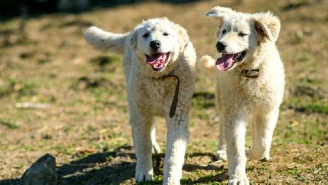 "Nemzeti kincsünk a kuvasz"